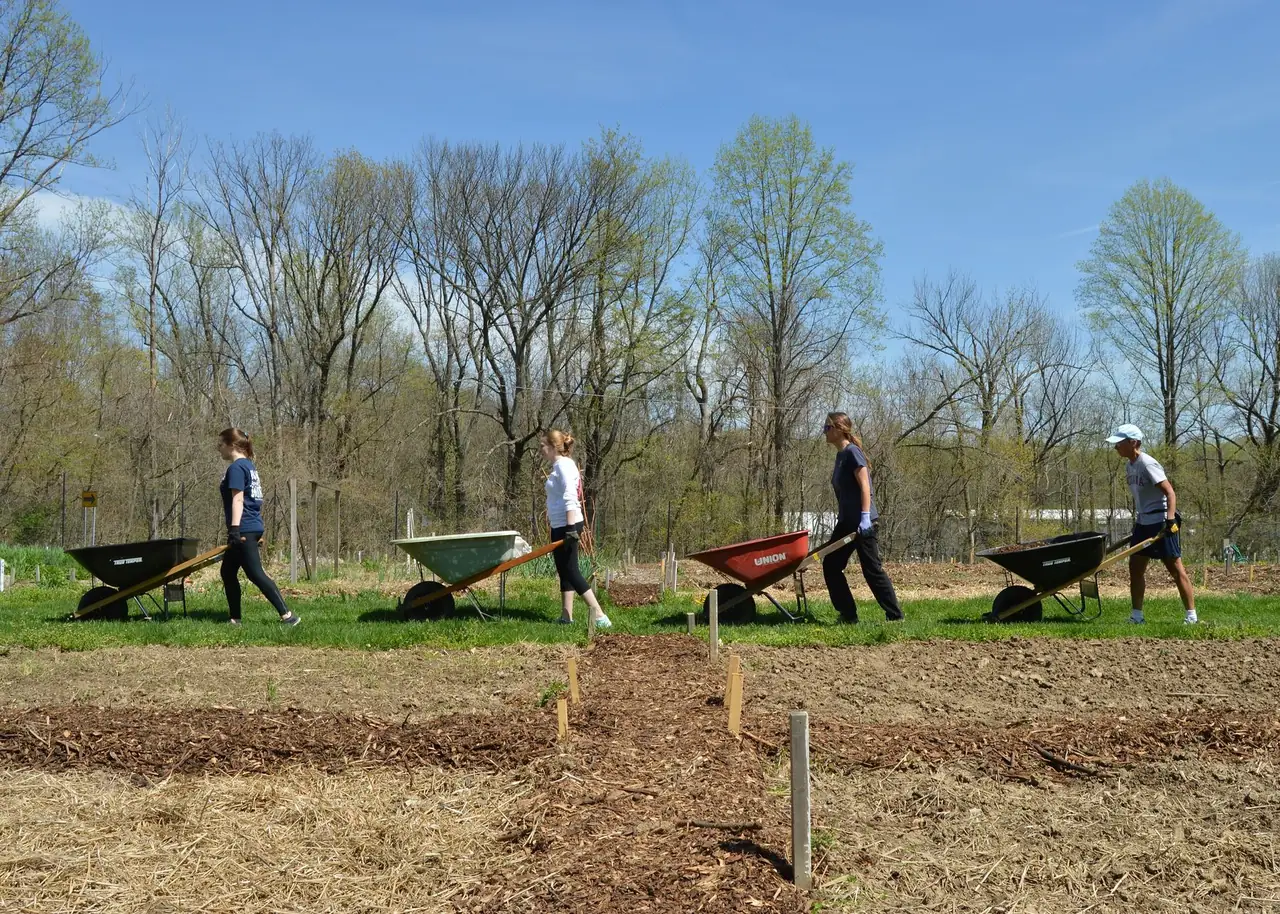 Volunteers working with wheelbarrows in a community garden